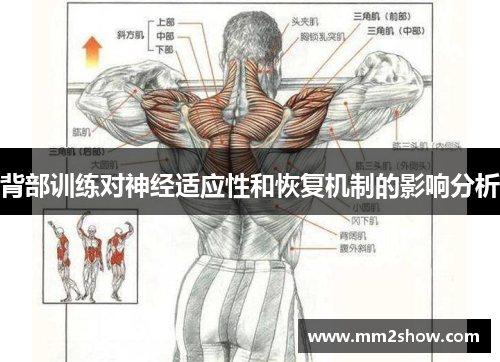 背部训练对神经适应性和恢复机制的影响分析